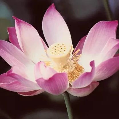 You You Ang Japan Hasunohana Lotus Incense Sticks
