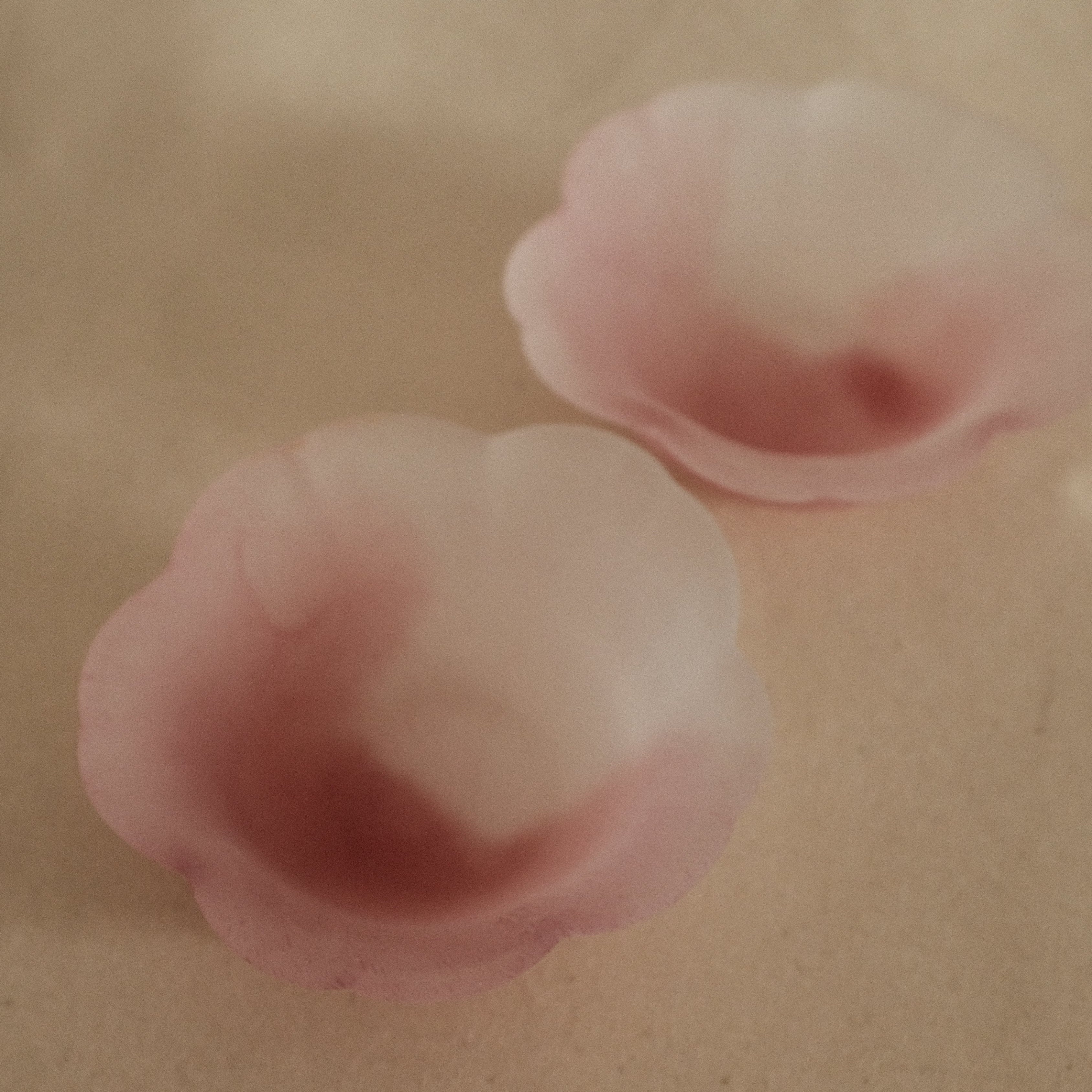 Aika Japan X Iwasawa Glass Honoka Handmade Small Edo Glass Bowl White Pink Cherry Blossom