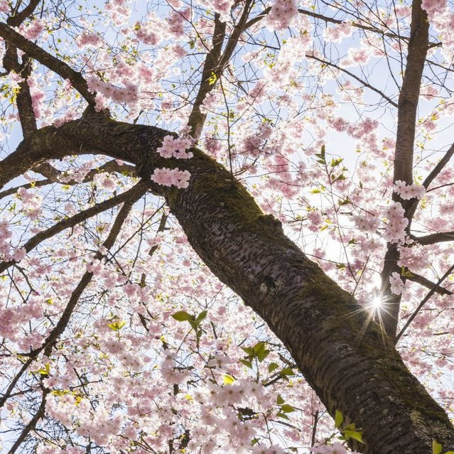 You You Ang Sakura Cherry Blossom Incense Sticks