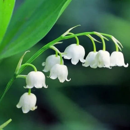 You You Ang Japan Suzuran Lily of the Valley