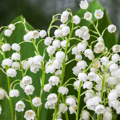 You You Ang Japan Suzuran Lily of the Valley