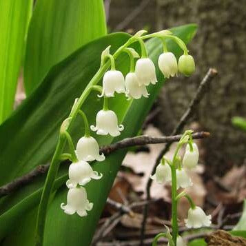 You You Ang Japan Suzuran Lily of the Valley